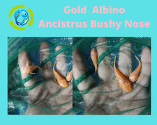 Gold albino ancistrus d'occasion  Expédié en Belgium