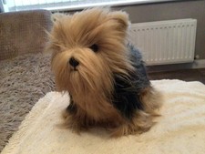 Large real soft for sale  MELTON MOWBRAY