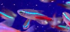 Neon tetra paracheirodon for sale  BRIERLEY HILL