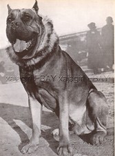 french mastiff for sale french mastiff for sale Lake Villa