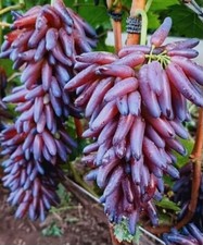 Rare grapes witch d'occasion  Expédié en Belgium