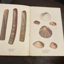 British shells martin for sale  BLACKPOOL
