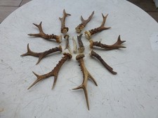 Rehgeweihe jagdtrophäe abwurf gebraucht kaufen  Sonthofen