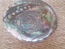 Coquille ormeau reflet d'occasion  Abbeville