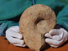 Ammonite fossil sea for sale  Tucson
