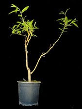 Bonsai salix weide gebraucht kaufen  Karlsruhe