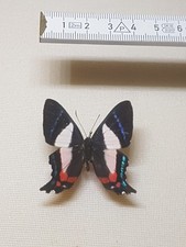 Ancyluris formosissima männch gebraucht kaufen  Halle