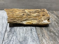 Texas petrified wood for sale  Williston