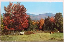 Vermont many scenes for sale  Wilmington