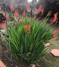 Bright orange crocosmia for sale  Van Nuys