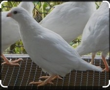 White bobwhite quail for sale  BIRMINGHAM
