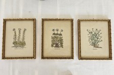 Stampe botaniche vintage usato  Noventa Padovana