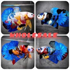 Live male betta for sale  Clarksville
