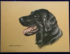 flat coated retriever for sale  CAMELFORD