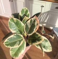 Ficus tineke rubber for sale  Carlsbad
