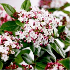Viburnum tinus gwenillian for sale  PRESTON