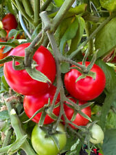 Matina rote stabtomate gebraucht kaufen  Bayreuth