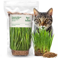 Organic wheat grass for sale  Brentwood