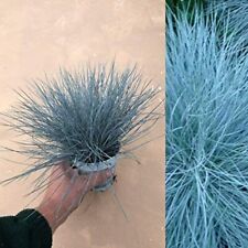 Large festuca intense for sale  GLASGOW