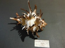 Coquillage hexaplex cichoreum d'occasion  Lambesc