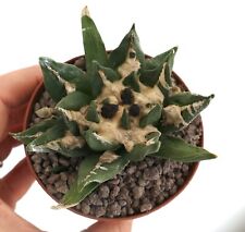 Ariocarpusss kotschoubeyanus t usato  Napoli