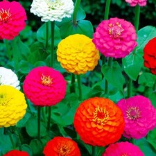 Lot graines zinnia d'occasion  Chazelles