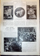 Old 1908 poodle for sale  UK