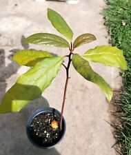 20cm avocado plant for sale  MAIDSTONE