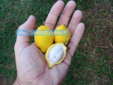 Fresh seeds garcinia d'occasion  France