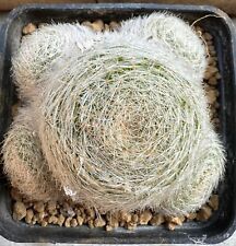 Mammillaria sp. cm. usato  Valdastico