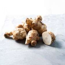 Jerusalem artichoke papas for sale  LLANDYSUL