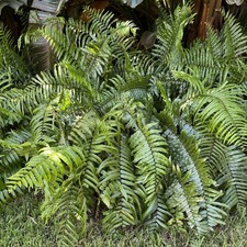 Macho fern starter for sale  Naples