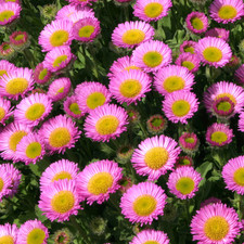 Erigeron seabreeze fleabane for sale  UK