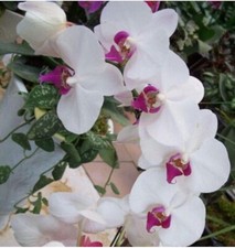 Seeds white pink for sale  Goldsboro