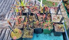 Drosera capensis collection. for sale  GREAT YARMOUTH