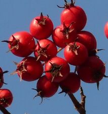 Samen eingriffeliger weißdorn gebraucht kaufen  Elsdorf