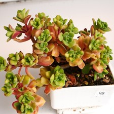 Exact plant aeonium for sale  BEXHILL-ON-SEA