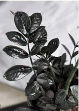Black raven plant for sale  Sanford