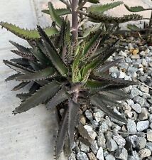 Mature mother thousands for sale  El Monte