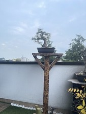 Piedistallo per bonsai usato  Vimercate