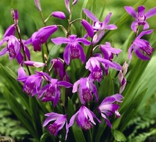 Bletilla striata usato  Italia