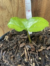 One live plant for sale  Napa