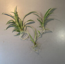 Spider grass hanging for sale  HIGH WYCOMBE