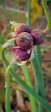 Egyptian walking onions for sale  Lockport