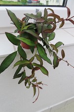 Hoya rositanr 25 gebraucht kaufen  Rudolstadt