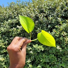 Neon pothos rooted for sale  Columbia