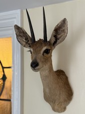 Taxidermy steenbok antelope for sale Taxidermy steenbok antelope for sale  ILFRACOMBE