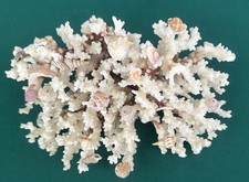 Natural acropora coral for sale  Shady Cove