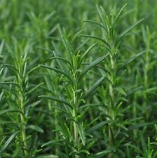 Rosemary herb plants for sale  GLASGOW