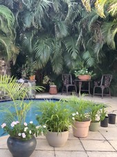Areca palm tree for sale  Bonita Springs